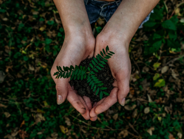 Hands holding soil